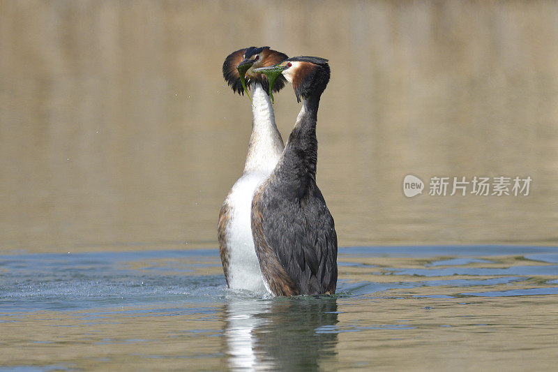 大冠毛鸊鷉求爱(Podiceps cristatus)